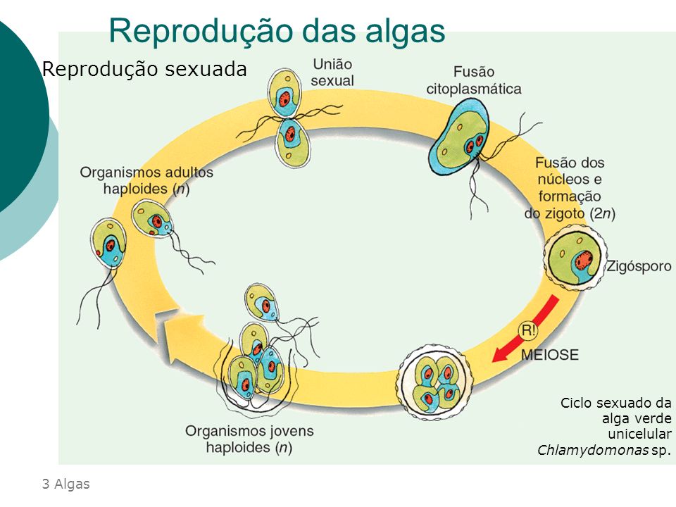 Imagem relacionada