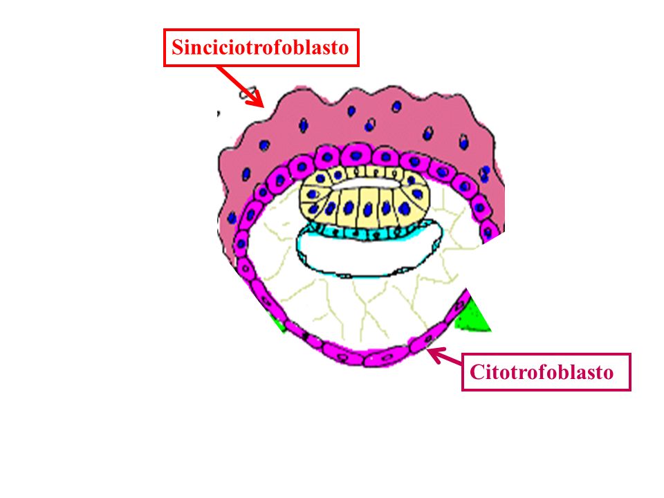 Citotrofoblasto y sincitiotrofoblasto