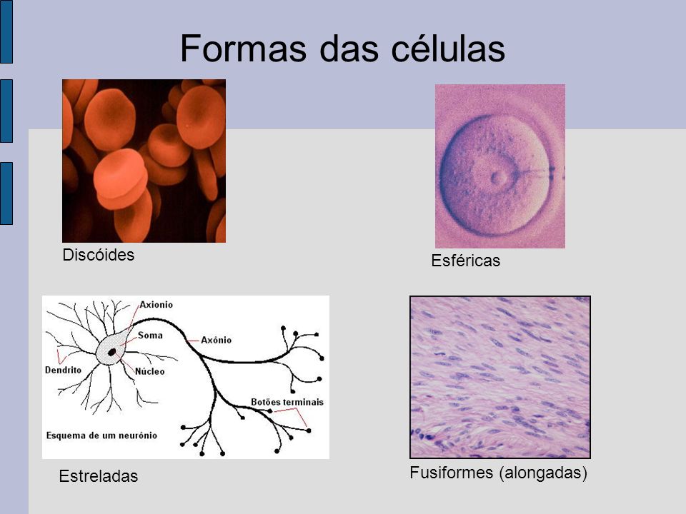 Formas das células Esféricas Fusiformes (alongadas) Discóides Estreladas