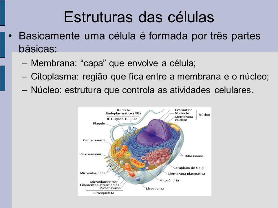 Estruturas das células Basicamente uma célula é formada por três partes básicas: –Membrana: capa que envolve a célula; –Citoplasma: região que fica entre a membrana e o núcleo; –Núcleo: estrutura que controla as atividades celulares.