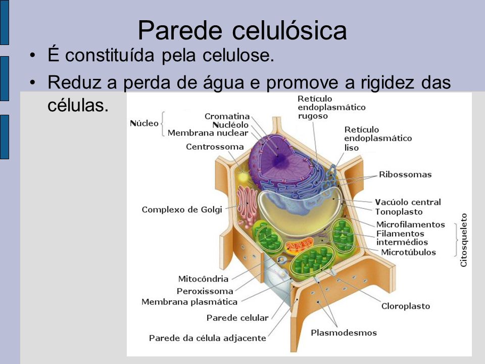 Parede celulósica É constituída pela celulose.