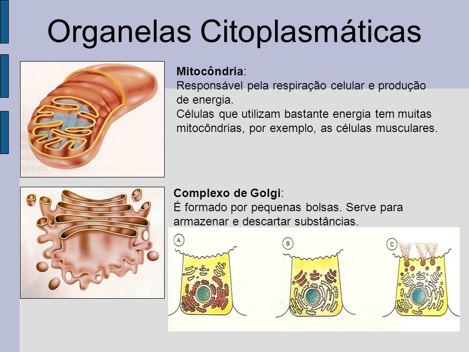 Organelas Citoplasmáticas Complexo de Golgi: É formado por pequenas bolsas.