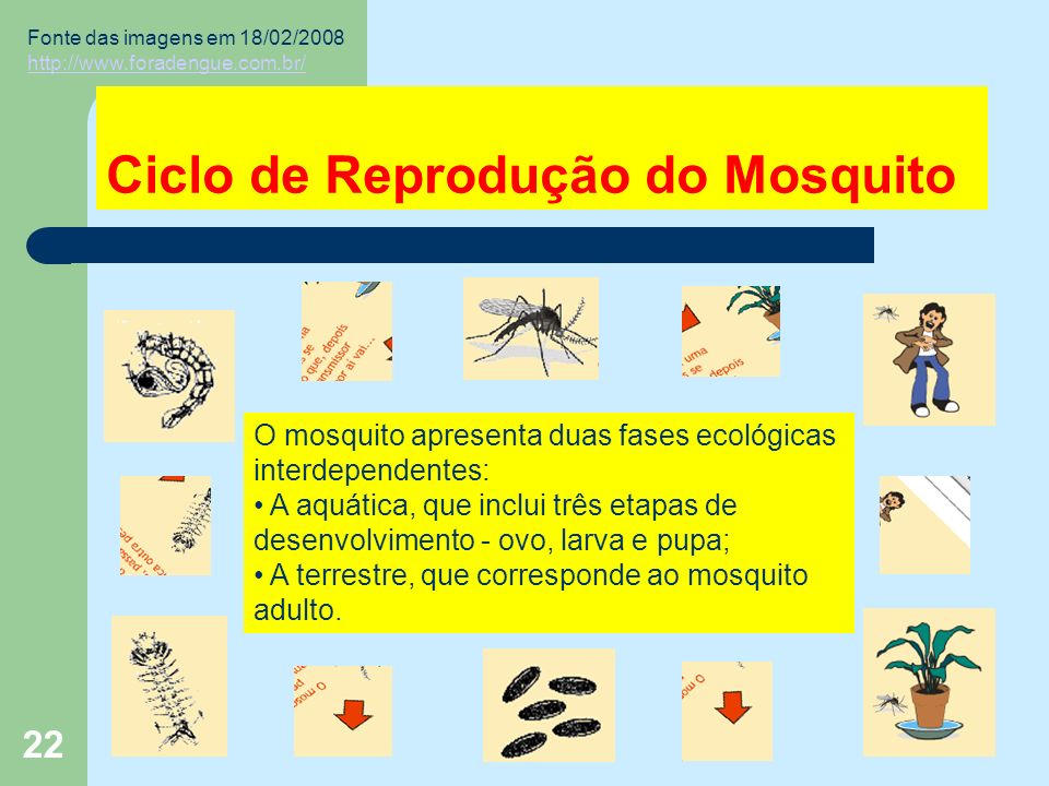 22 Ciclo de Reprodução do Mosquito O mosquito apresenta duas fases ecológicas interdependentes: A aquática, que inclui três etapas de desenvolvimento - ovo, larva e pupa; A terrestre, que corresponde ao mosquito adulto.