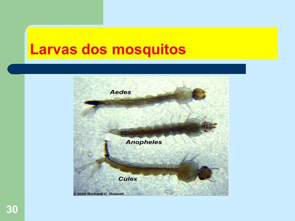 30 Larvas dos mosquitos