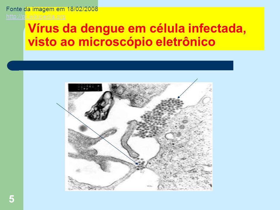 5 Vírus da dengue em célula infectada, visto ao microscópio eletrônico Fonte da imagem em 18/02/