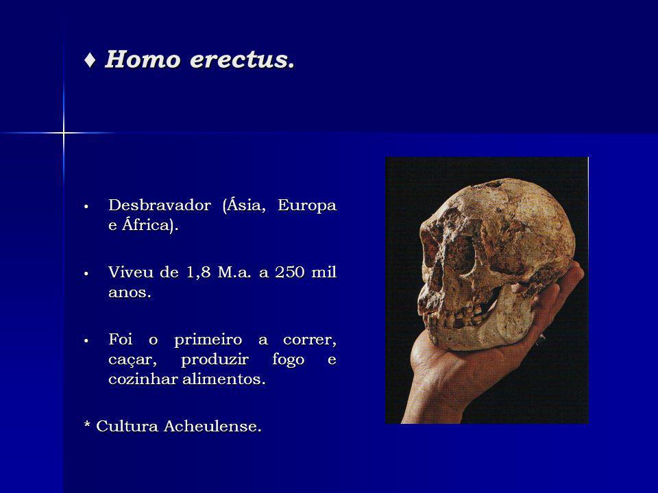 Homo erectus. Homo erectus. Desbravador (Ásia, Europa e África).
