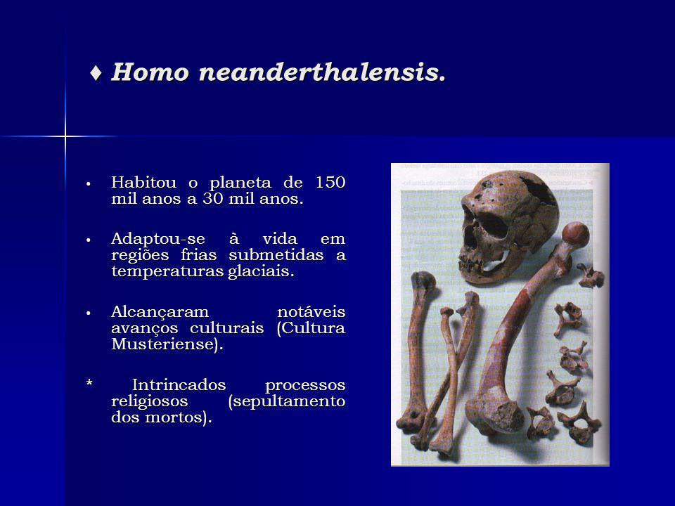 Homo neanderthalensis. Homo neanderthalensis. Habitou o planeta de 150 mil anos a 30 mil anos.