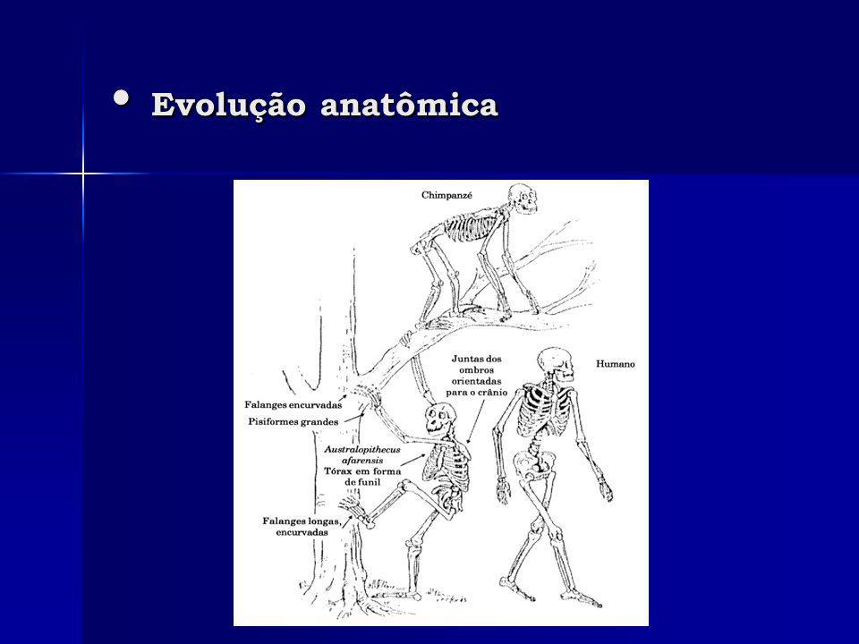 Evolução anatômica Evolução anatômica