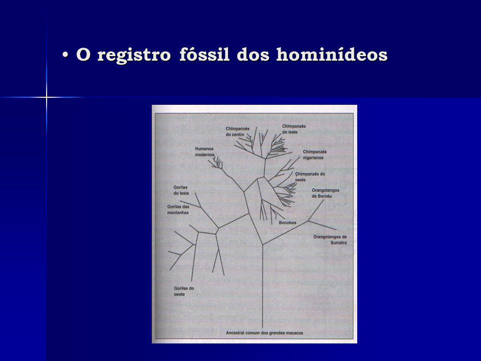O registro fóssil dos hominídeos O registro fóssil dos hominídeos