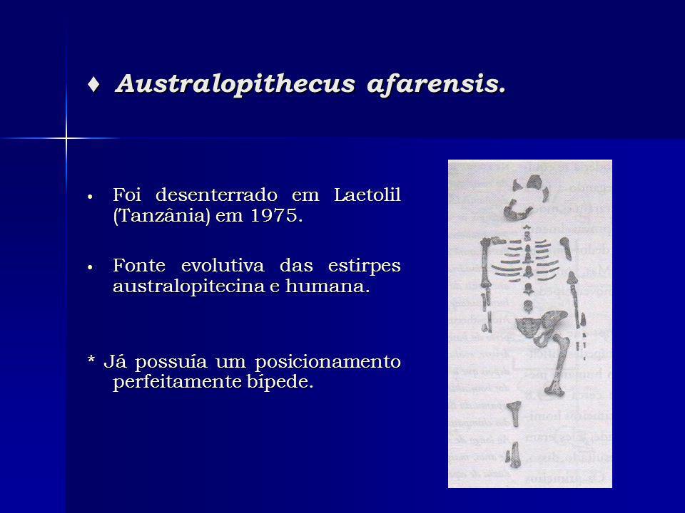 Australopithecus afarensis. Australopithecus afarensis.