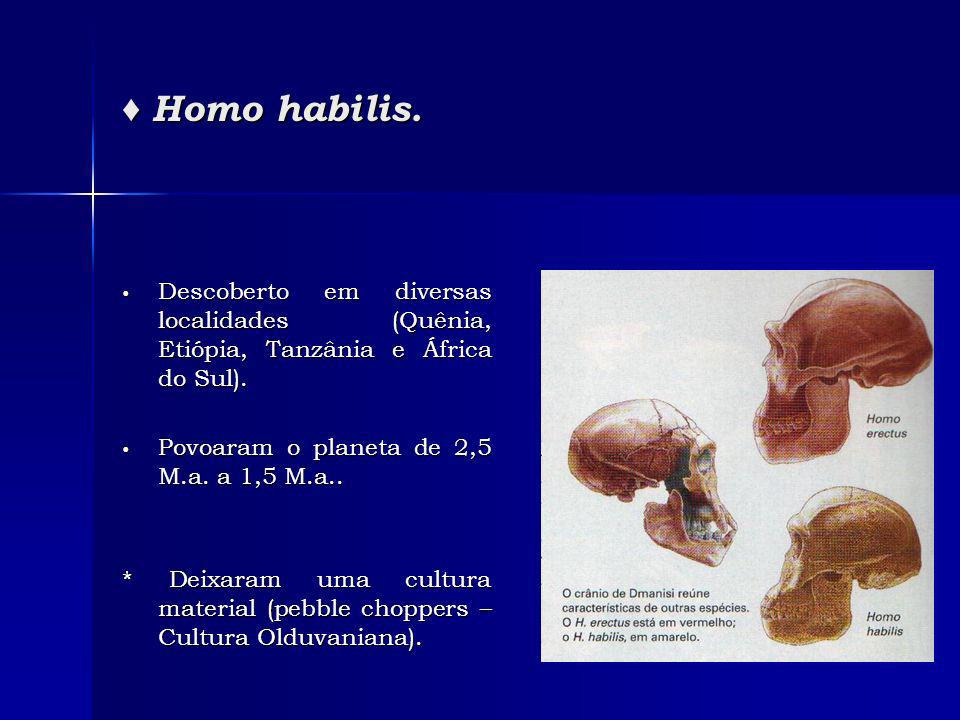 Homo habilis. Homo habilis.
