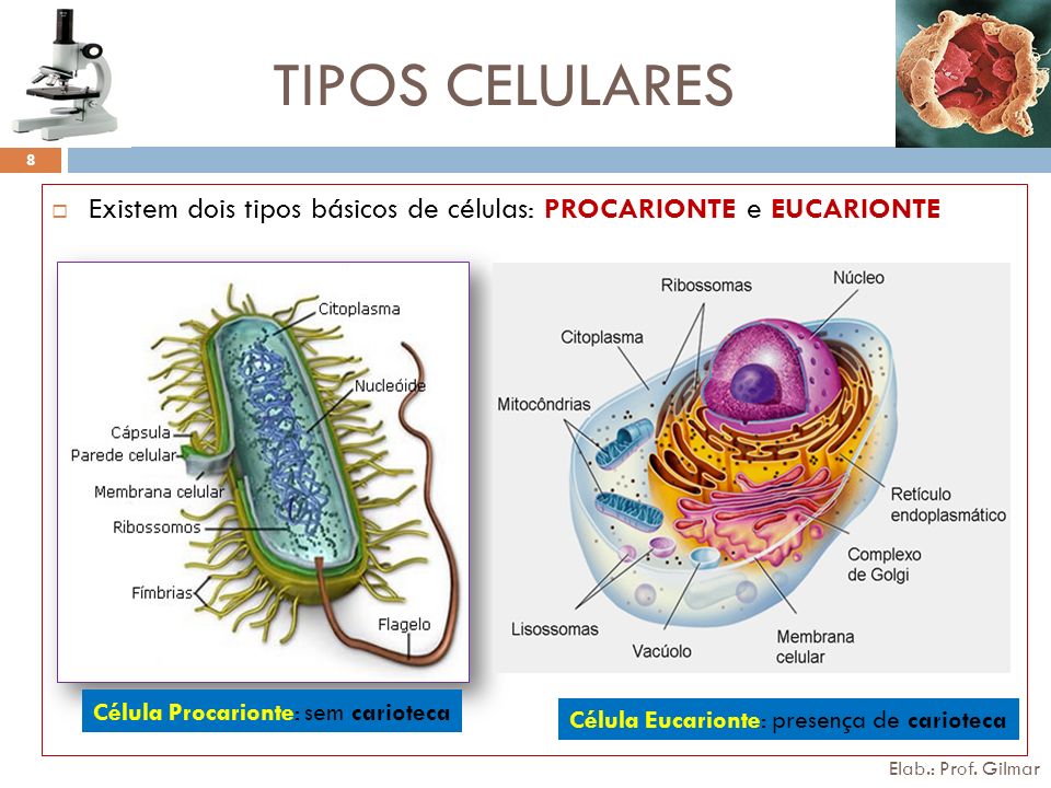 CELULA PROCARIONTE Y EUCARIONTE celula procarionte y eucarionte: