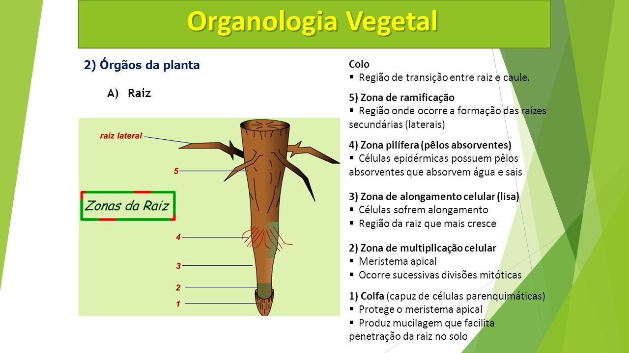 Rg Os Vegetal Organologia Vegetal Introdu O A Parte Da Biologia