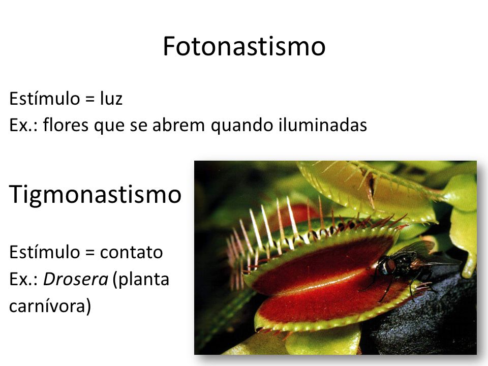 ESTIMULO PLANTA estimulo planta: