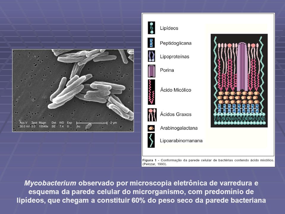 Resultado de imagem para Cultura para micobactéria com identificação de espécie tb