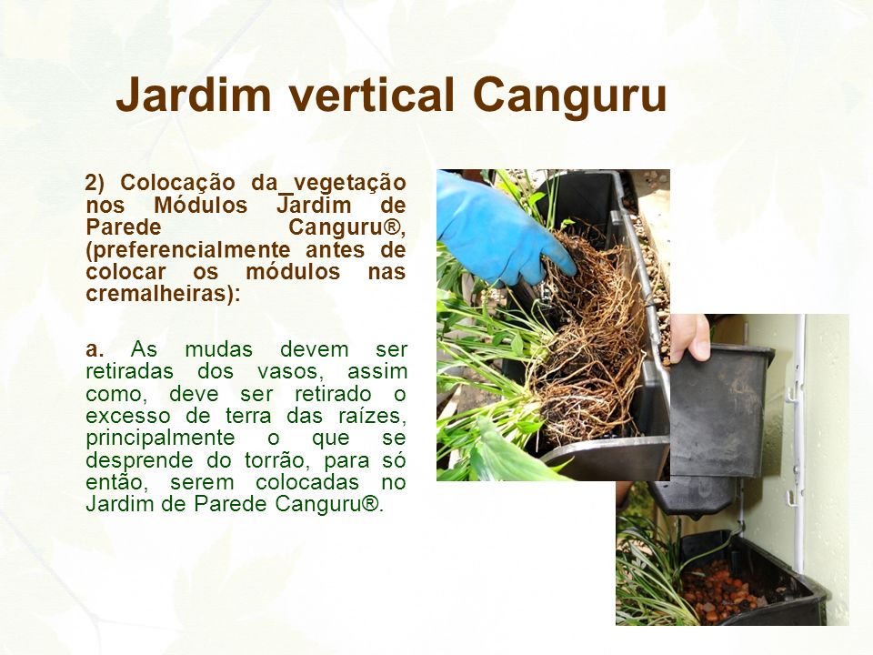 jardim vertical canguru: colocação dar- se-á de baixo para cima. Jardim vertical Canguru jardim vertical canguru: colocação dar- se-á de baixo para cima. Jardim vertical Canguru