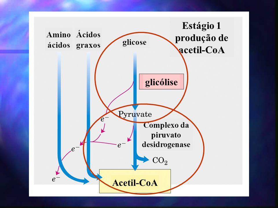 Estágio 1 produção de acetil-CoA Amino ácidos Ácidos graxos glicose glicólise Complexo da piruvato desidrogenase Acetil-CoA