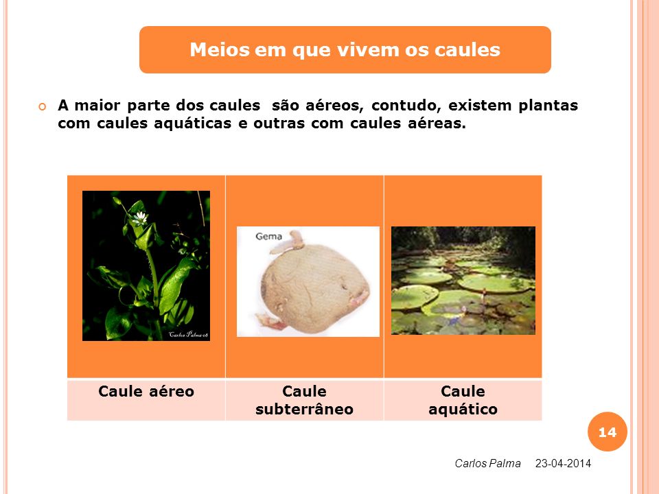 Tipos de Caules Aéreos Tronco – caule lenhoso, mais grosso na base Tipos de Caules Aéreos Tronco – caule lenhoso, mais grosso na base