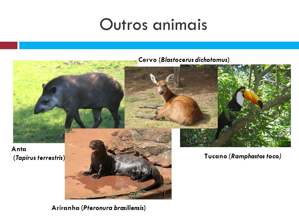 Resultado de imagem para Amazônia anta ( Tapirus terrestris )