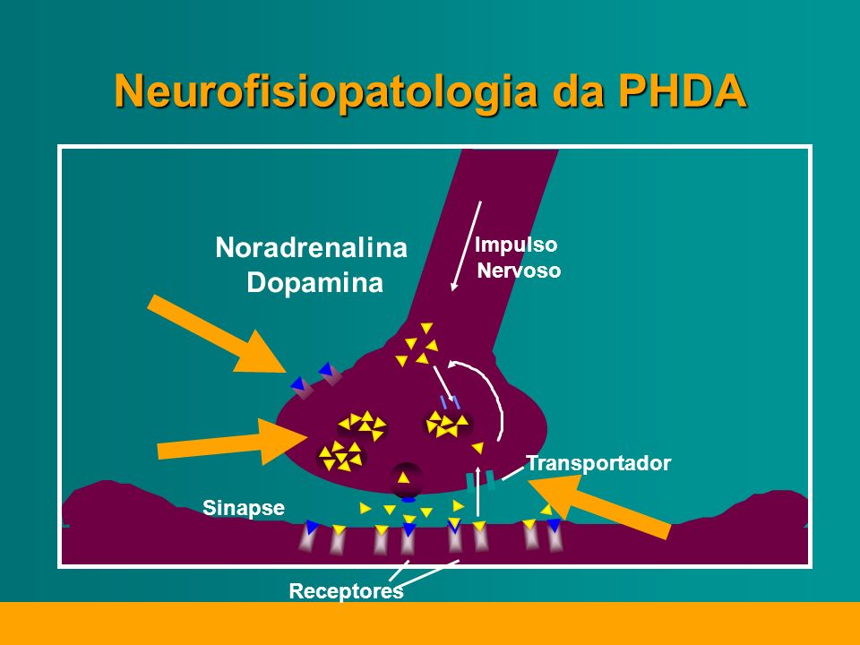 Receptores Sinapse Impulso Nervoso Transportador Noradrenalina Dopamina Neurofisiopatologia da PHDA