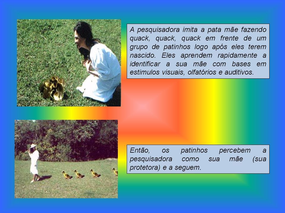 A pesquisadora imita a pata mãe fazendo quack, quack, quack em frente de um grupo de patinhos logo após eles terem nascido.