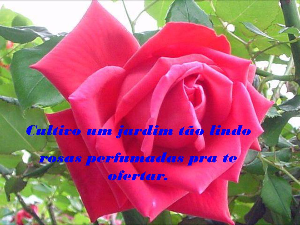 cultivo rosas jardim:13 Cultivo um jardim de rosas que não tem espinhos pra te machucar! cultivo rosas jardim:13 Cultivo um jardim de rosas que não tem espinhos pra te machucar!