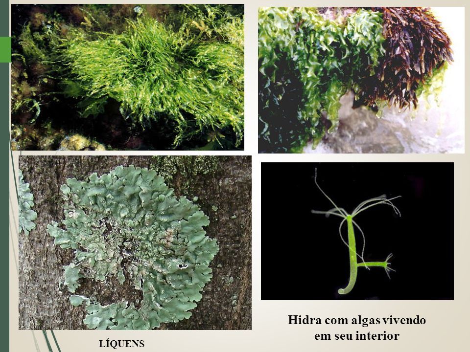 Reino Protoctista Algas E Protozo Rios Algas Caracter Sticas Gerais