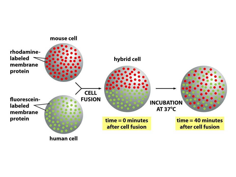Mice cells. Essential Cell Biology. Fluorescent labelling Cell. What increases the fluidity of Cell surface membrane. What decreases the fluidity of the Cell surface membrane.