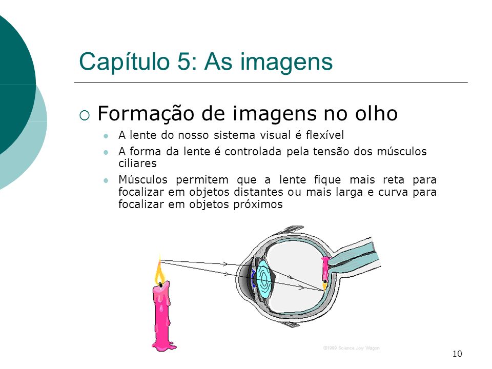 10 Capítulo 5: As imagens Formação de imagens no olho A lente do nosso sistema visual é flexível A forma da lente é controlada pela tensão dos músculos ciliares Músculos permitem que a lente fique mais reta para focalizar em objetos distantes ou mais larga e curva para focalizar em objetos próximos