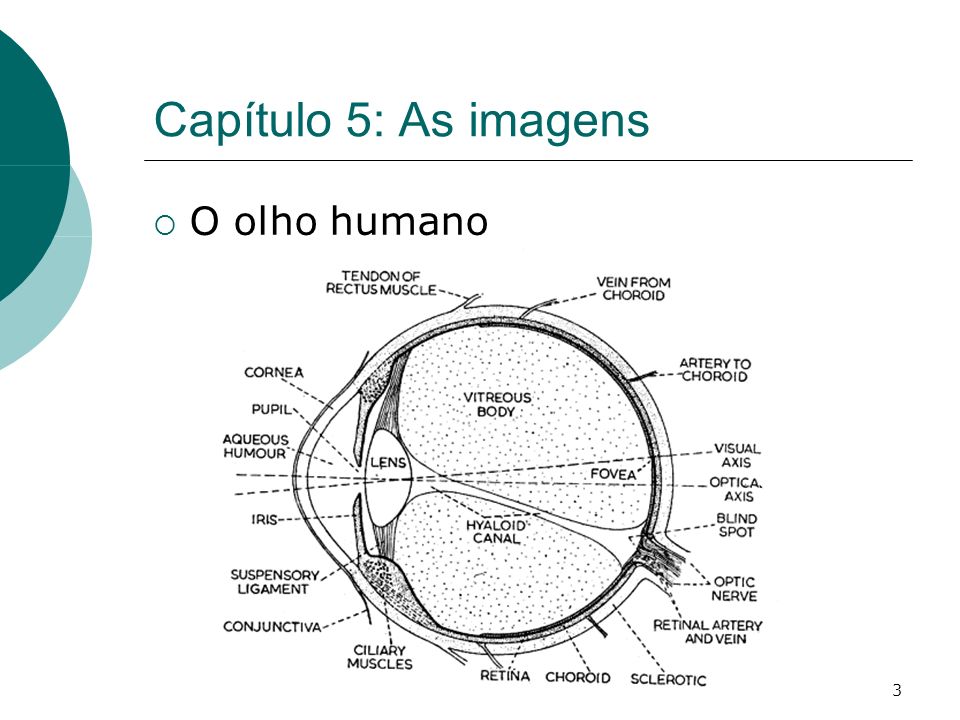 3 Capítulo 5: As imagens O olho humano