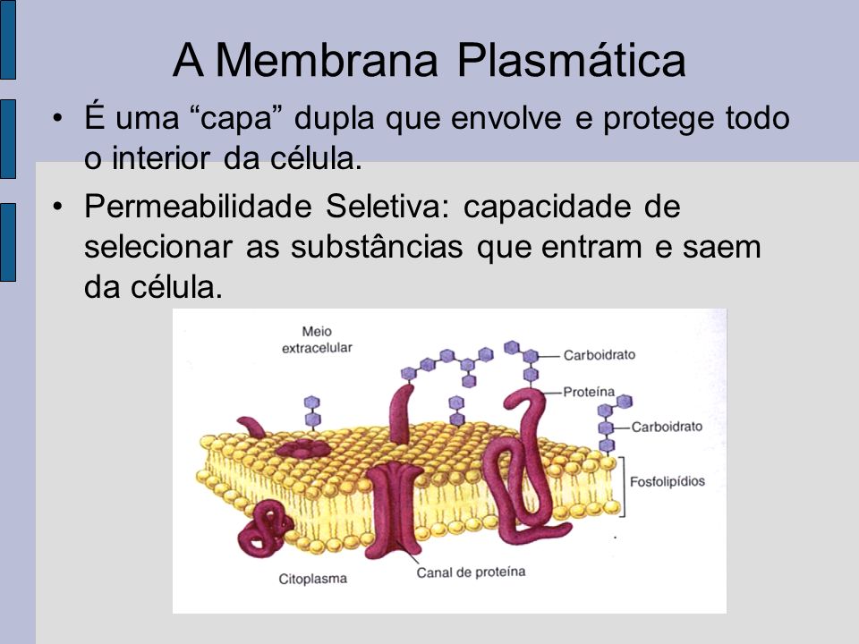 A Membrana Plasmática É uma capa dupla que envolve e protege todo o interior da célula.