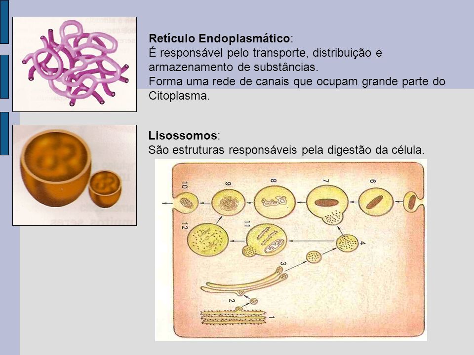 Lisossomos: São estruturas responsáveis pela digestão da célula.