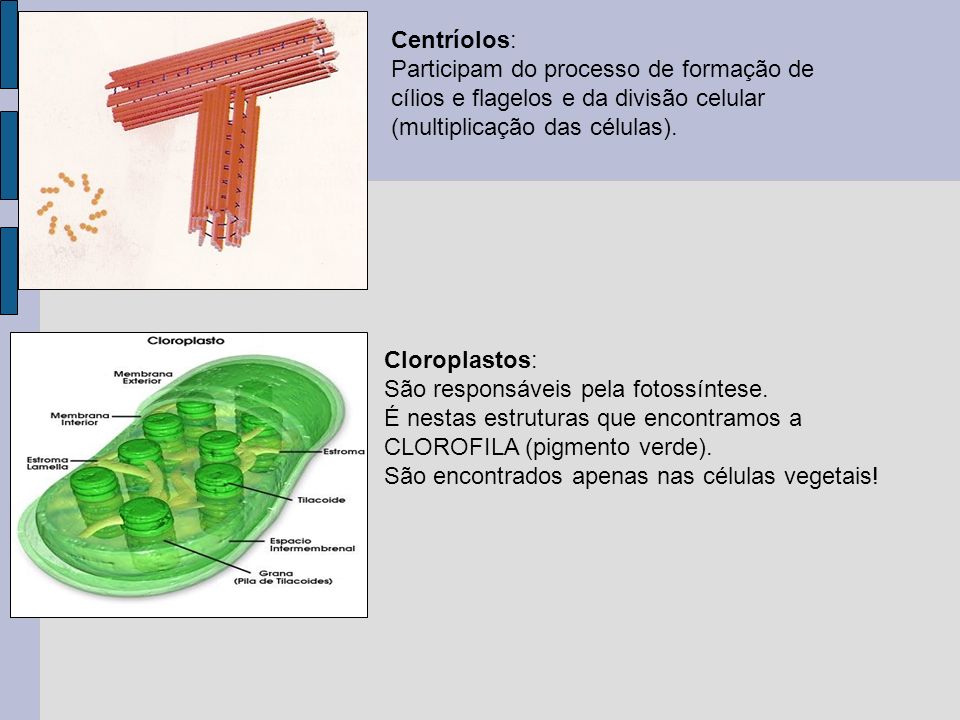 Centríolos: Participam do processo de formação de cílios e flagelos e da divisão celular (multiplicação das células).