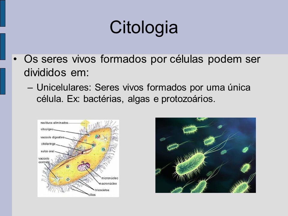 Citologia Os seres vivos formados por células podem ser divididos em: –Unicelulares: Seres vivos formados por uma única célula.
