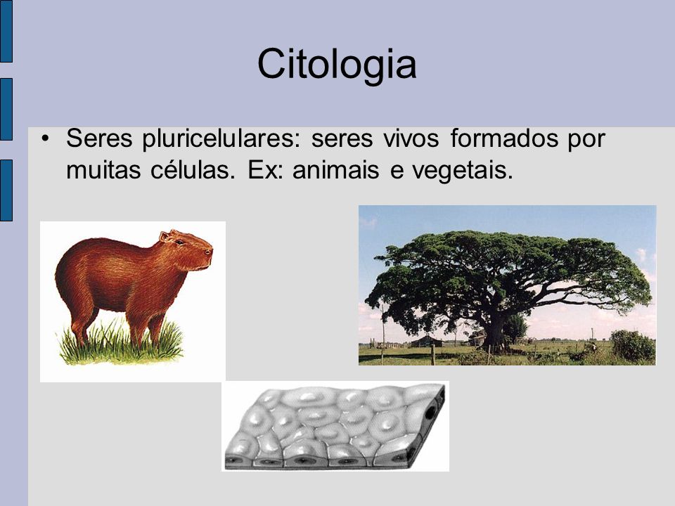 Citologia Seres pluricelulares: seres vivos formados por muitas células. Ex: animais e vegetais.