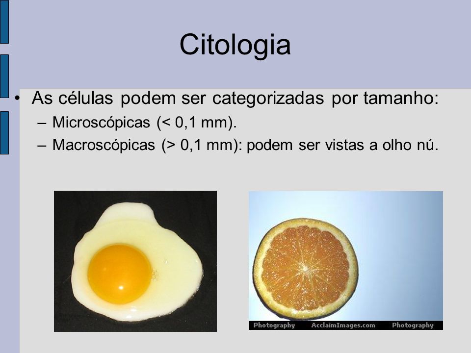 Citologia As células podem ser categorizadas por tamanho: –Microscópicas (< 0,1 mm).