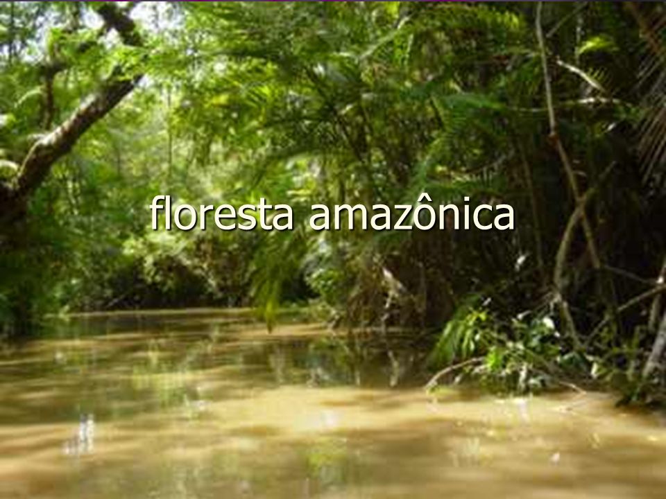 floresta amazônica