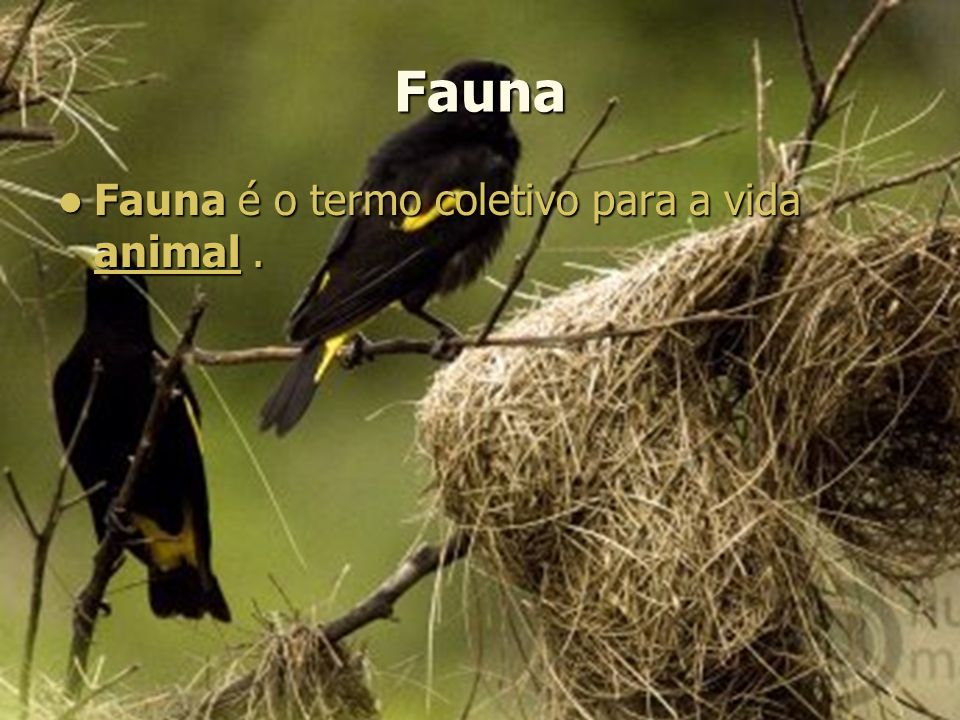 Fauna Fauna é o termo coletivo para a vida animal.