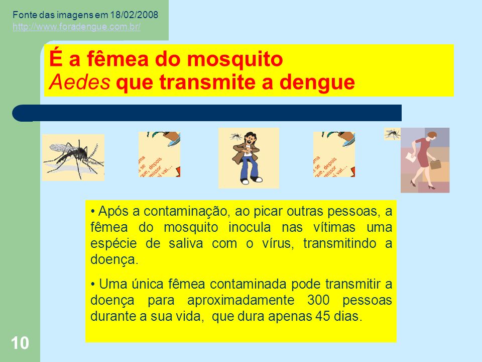 10 É a fêmea do mosquito Aedes que transmite a dengue Após a contaminação, ao picar outras pessoas, a fêmea do mosquito inocula nas vítimas uma espécie de saliva com o vírus, transmitindo a doença.