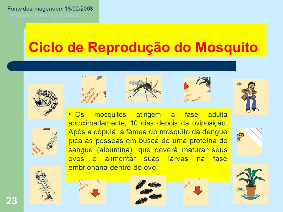 23 Ciclo de Reprodução do Mosquito Os mosquitos atingem a fase adulta aproximadamente, 10 dias depois da oviposição.
