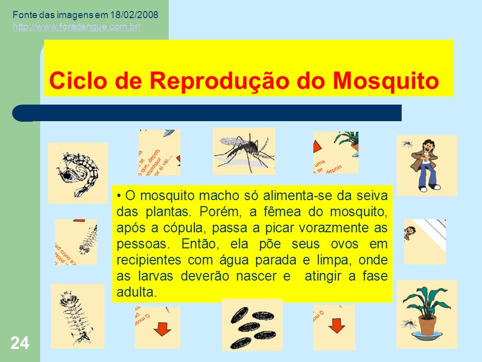 24 Ciclo de Reprodução do Mosquito O mosquito macho só alimenta-se da seiva das plantas.