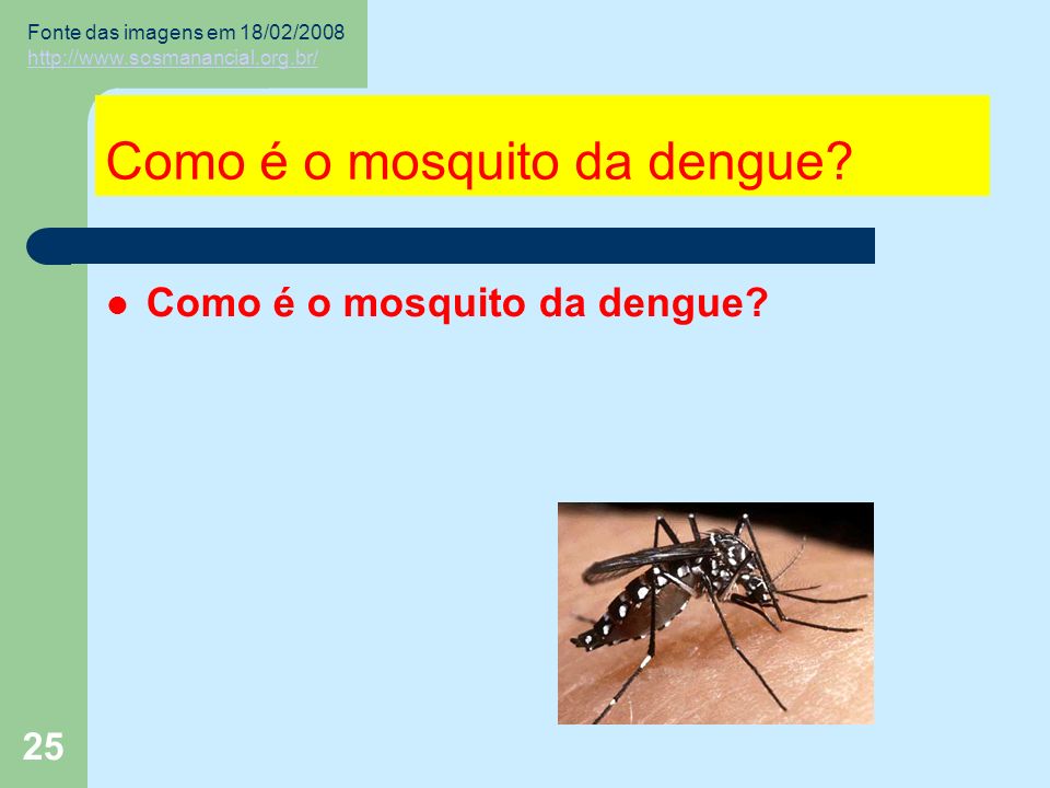 25 Como é o mosquito da dengue.