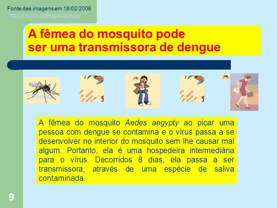 9 A fêmea do mosquito pode ser uma transmissora de dengue A fêmea do mosquito Aedes aegypty ao picar uma pessoa com dengue se contamina e o vírus passa a se desenvolver no interior do mosquito sem lhe causar mal algum.