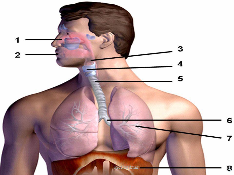 Como a tosse é formada dentro de nossos corpos?