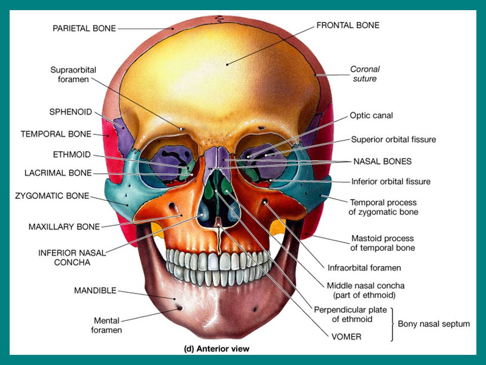 Лицевой скелет черепа. Кости черепа человека анатомия. Орбитальной кости черепа анатомия. Кости лицевого черепа анатомия латынь. Кости черепа человека анатомия на латыни и русском языке.