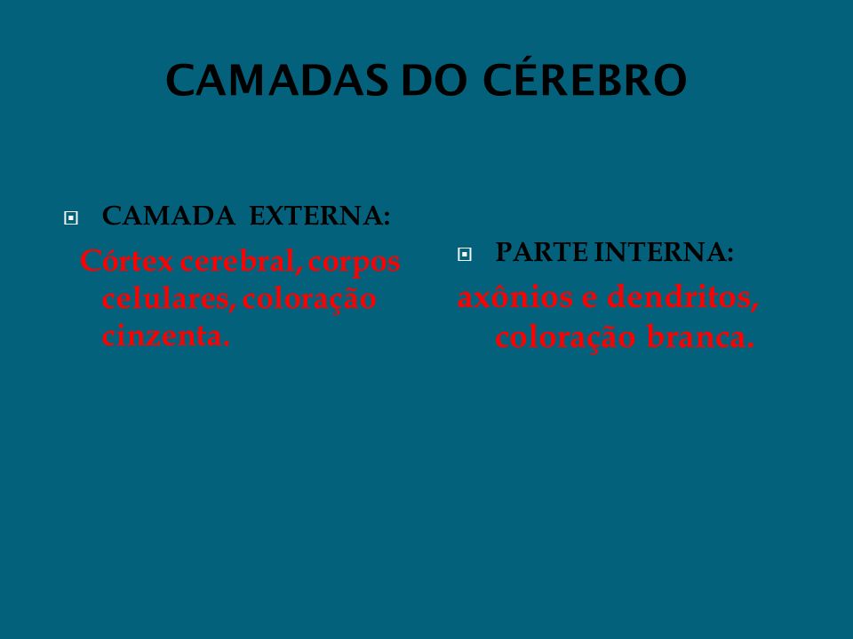 CAMADAS DO CÉREBRO CAMADA EXTERNA: Córtex cerebral, corpos celulares, coloração cinzenta.