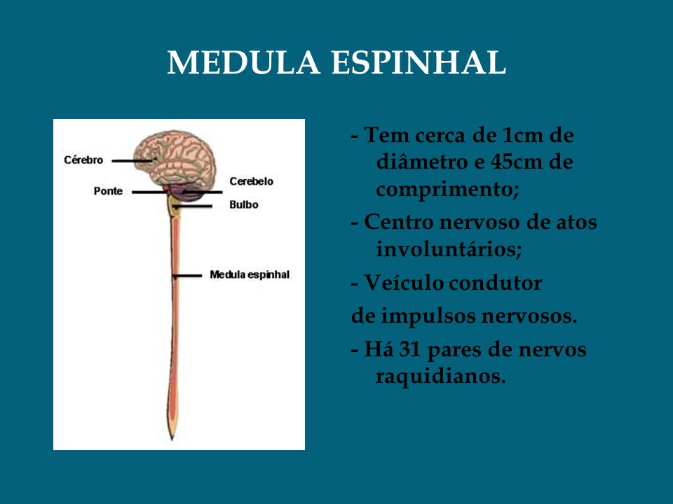 MEDULA ESPINHAL - Tem cerca de 1cm de diâmetro e 45cm de comprimento; - Centro nervoso de atos involuntários; - Veículo condutor de impulsos nervosos.