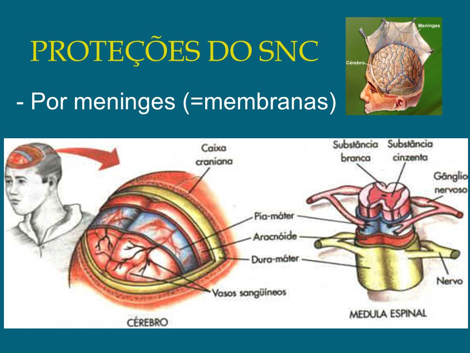 PROTEÇÕES DO SNC - Por meninges (=membranas)