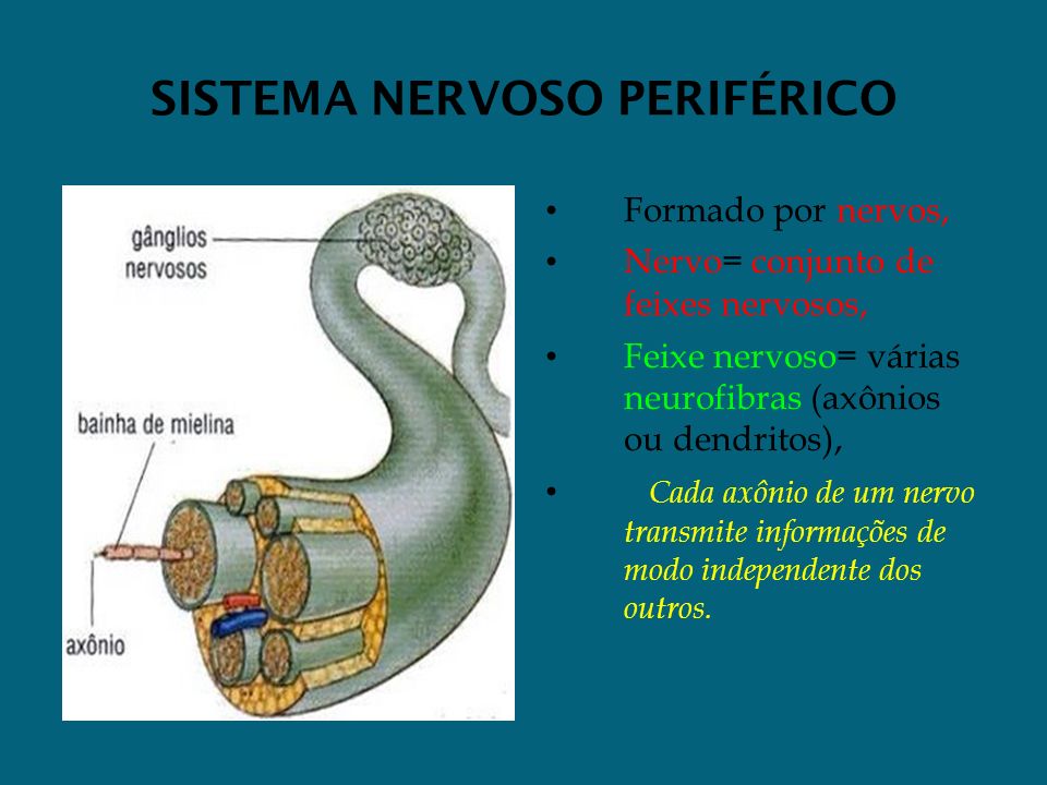 SISTEMA NERVOSO PERIFÉRICO Formado por nervos, Nervo= conjunto de feixes nervosos, Feixe nervoso= várias neurofibras (axônios ou dendritos), Cada axônio de um nervo transmite informações de modo independente dos outros.