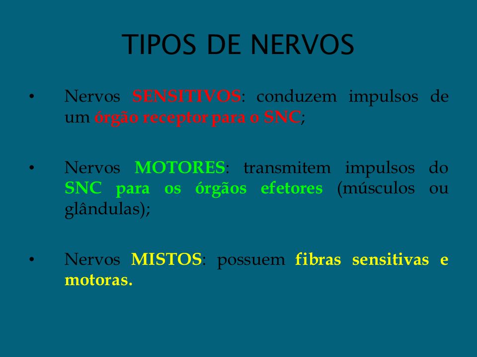 TIPOS DE NERVOS Nervos SENSITIVOS : conduzem impulsos de um órgão receptor para o SNC ; Nervos MOTORES : transmitem impulsos do SNC para os órgãos efetores (músculos ou glândulas); Nervos MISTOS : possuem fibras sensitivas e motoras.
